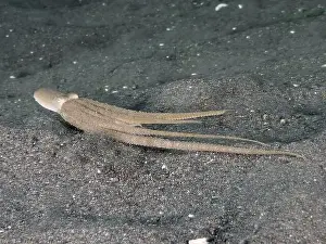 Slender Prints: A slender marbled octopus (Amphioctopus aegina) glides flat over the sand