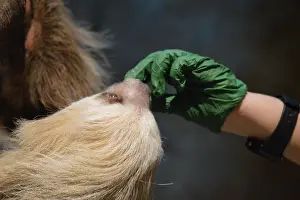 Awake Prints: Sloth in a branch