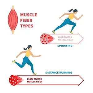 Fatigue Prints: Slow twitch and fast twitch muscle fiber types illustration