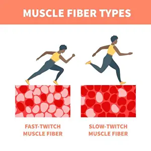 Weightlifting Prints: Slow twitch and fast twitch muscle fiber types illustration