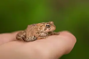 Toad Prints: A Small American Toad on Someone's Hand