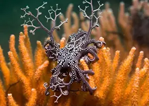 Embryo Prints: A small Basket star (Astrocladus euryale) sitting on an orange sea fan with some of its arms extended