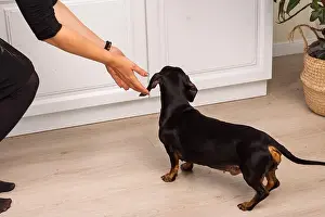 Snout Prints: A small black dachshund stands on a wooden floor