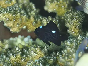 Variegated Prints: A small black fish with blue spots