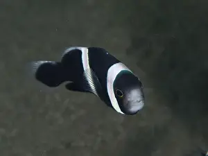 Sea Fish Prints: Small black and white fish, saddle spot anemonefish (Amphiprion polymnus)