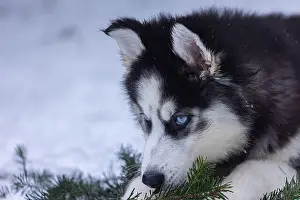 Siberian Prints: Small black and white husky puppy with bright blue eyes laying in the snow