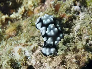 Dive Site Prints: Small black and white spotted nudibranch