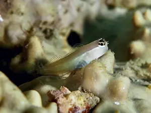 Percomorphaceae Prints: A small blenny, Banda combtooth blenny (Ecsenius bandanus) resting on coral structures