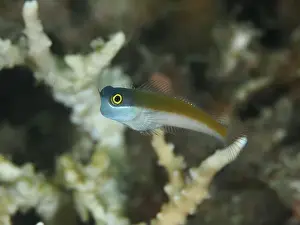 Cnidaria Prints: Small blenny, bluehead blenny (Ecsenius ops)