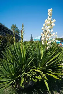 Cacti Prints: Small blooming palm tree - blue agave with a huge torch of white large flowers against a clear blue sky