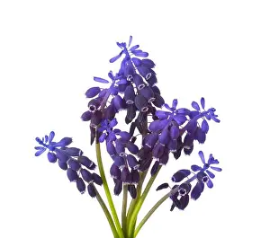 Bundle Prints: Small bouquet of Muscari isolated on white background. Grape Hyacinth. Selective focus