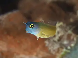Inquisitive Prints: A small, bright blue-yellow fish