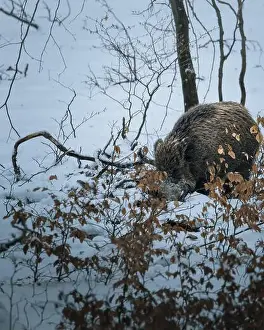 Hibernation Prints: A small brown bear walking in snowy landscape