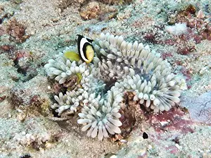 Scientific Research Prints: Small clownfish hiding in a whitish leather anemone (Radianthus crispa) in the reef