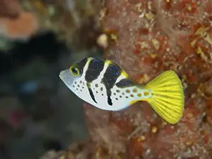 Markings Prints: A small colourful fish with yellow and black markings