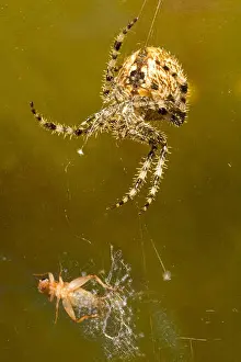 Spider Web Prints: This small cricket, trapped in a the web of a cross orbweaver spider