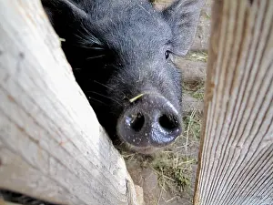 Smelling Prints: small cute gray-black pig looking up