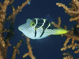 Percomorphaceae Prints: Small, dotted fish, mimicry filefish (Paraluteres prionurus)