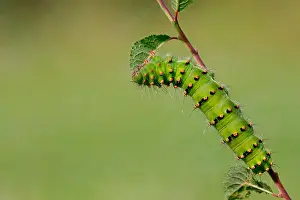 Single Animal Prints: Small Emperor Moth, caterpillar, Germany / (Saturnia pavonia)