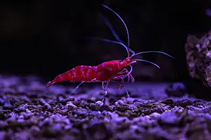 Aquatic Animal Prints: Small fish in an aquarium in captivity