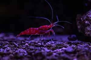 Aquatic Animal Prints: Small fish in an aquarium in captivity