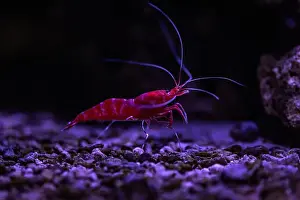 Aquatic Animal Prints: Small fish in an aquarium in captivity