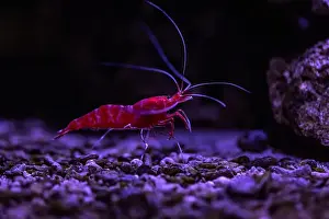 Aquatic Animal Prints: Small fish in an aquarium in captivity