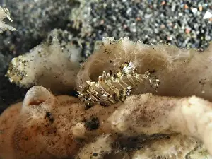 Camouflaging Prints: Small fish with camouflage pattern