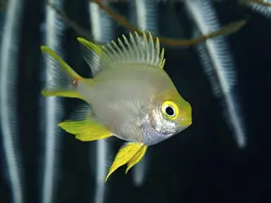Dive Site Prints: A small fish with yellow fins, Golden damselfish (Amblyglyphidodon aureus)