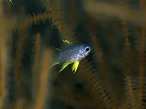 Pomacentridae Prints: A small fish with yellow fins, Golden damselfish (Amblyglyphidodon aureus) juvenile