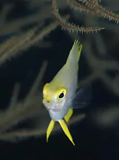 Attentiveness Prints: Small fish with yellow head, Golden damselfish (Amblyglyphidodon aureus) juvenile