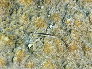 Ray Finned Fishes Prints: A small fish, yellow spotted dwarf goby (Eviota sebreei) on a stony coral