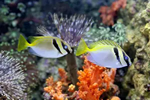 Jakarta Prints: Small fishes swimming near coral
