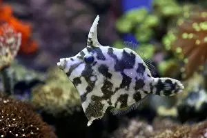 Jakarta Prints: Small fishes swimming near coral