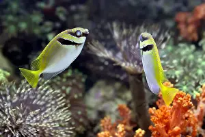 Jakarta Prints: Small fishes swimming near coral