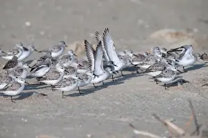 Beauty Of Nature Prints: The small flock of sanderlings hiding from the stormy wing behind the grass pile on the sand beach