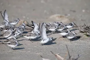 Beauty Of Nature Prints: The small flock of sanderlings hiding from the stormy wing behind the grass pile on the sand beach