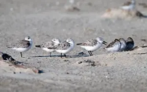 Beauty Of Nature Prints: The small flock of sanderlings hiding from the stormy wing behind the grass pile on the sand beach