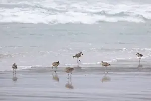 Californian Prints: A small flock of Whimbrel (Numenius) forage in the surf on a sandy beach at Carmel by the Sea