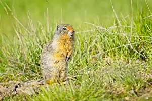 Watchful Prints: A small furry Columbian Ground Squirrel sits up on its hind legs at the Turnbull Wildlife Refuge near Cheney