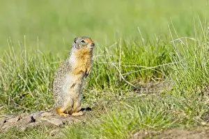 Watchful Prints: A small furry Columbian Ground Squirrel sits up on its hind legs at the Turnbull Wildlife Refuge near Cheney