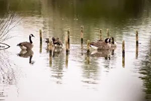 Peaceful Scene Prints: A small group of Canada geese wading and relaxing in a calm lake