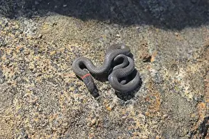 Nonvenomous Prints: Small harmless snake, The Ring-necked Snake