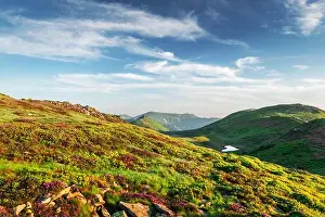 Small heart-shaped mountain lake on green slopes covered with pink blooming rhododendron flowers. Fluffy cloud in the blue sky