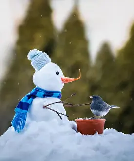 Snowman Prints: Small junco bird eating seeds from tiny snowman on snowy winter day