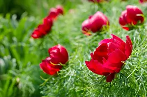 Small-leaved peony, or narrow-leaved peony (Paeonia tenuifolia L)