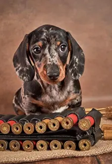 Belt Prints: A small marble-colored dachshund puppy stands next to a bandolier and cartridges and grins his teeth