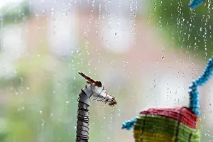 Blurred Background Prints: A small metal giraffe sculpture positioned beside a rain‑covered window