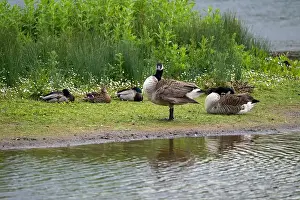 Peaceful Countryside Prints: Small mixed flock of waterfowl beside a pool