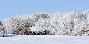 Shed Prints: Small, old barn sits in a snow-covered field